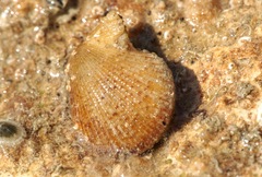 Talochlamys