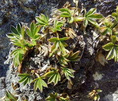 Potentilla caulescens