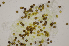 Melanotaenium endogenum