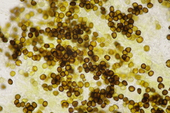 Melanotaenium endogenum