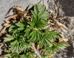 Potentilla caulescens
