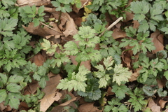 Peronospora ranunculi