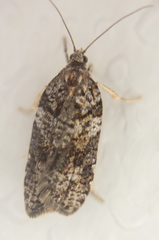 Acleris gloveranus