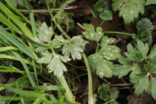 Entyloma eburneum