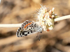 Euphilotes enoptes dammersi