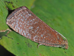 Argyroploce arbutella
