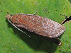 Argyroploce arbutella
