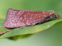 Argyroploce arbutella