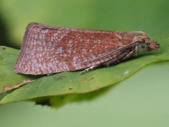 Argyroploce arbutella