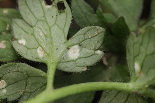 Entyloma eburneum