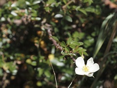 Rosa abyssinica