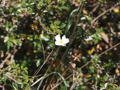 Rosa abyssinica