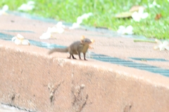 Tupaia glis