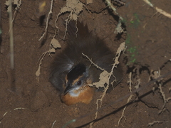 Pellorneum capistratum