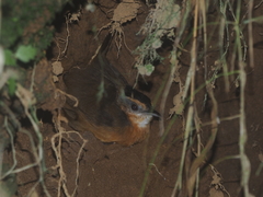 Pellorneum capistratum