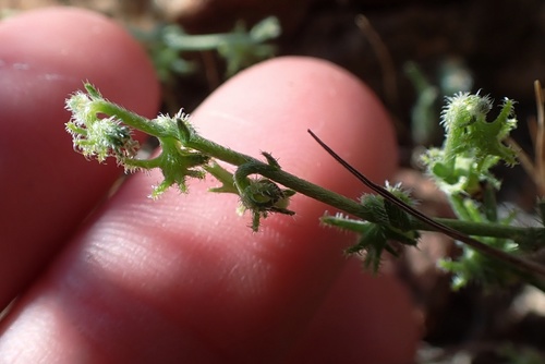 Image of Harpagonella palmeri by (c) Madeleine Claire, some rights reserved (CC BY)