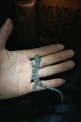 Gekko subpalmatus