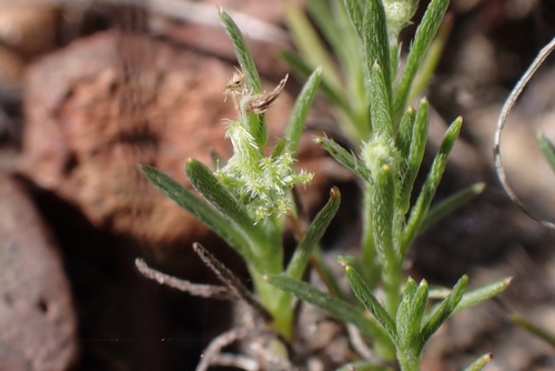 Image of Harpagonella palmeri by (c) Madeleine Claire, some rights reserved (CC BY)