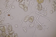 Peronospora galii