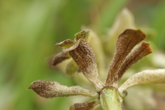 Peronospora galii