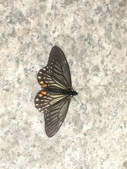 Papilio epycides
