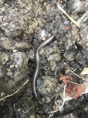 Glaphyromorphus punctulatus