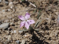 Dianthus deserti
