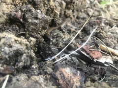 Glaphyromorphus punctulatus