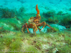 Leptomithrax gaimardii