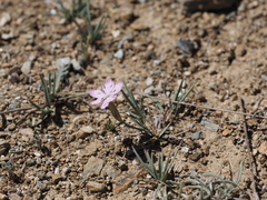 Dianthus deserti