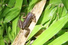 Micryletta