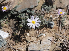 Felicia abyssinica