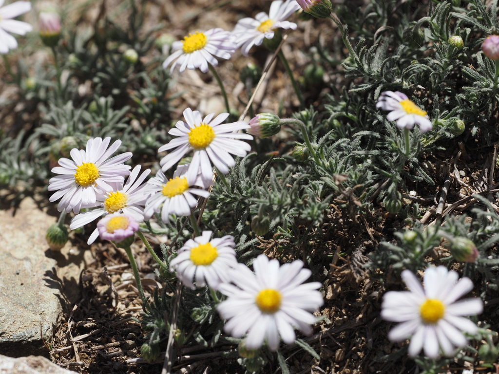 Felicia abyssinica