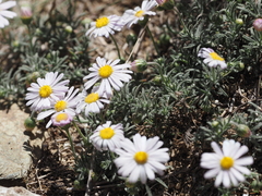 Felicia abyssinica