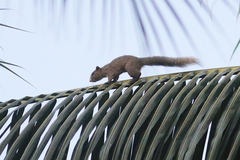 Callosciurus finlaysonii