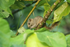Callosciurus finlaysonii