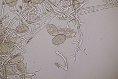 Peronospora galii