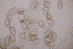 Peronospora galii