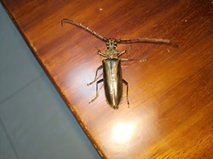 Nadezhdiella cantori