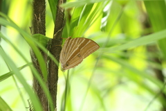 Amathusia