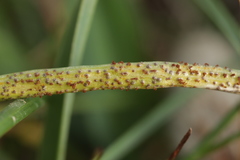 Puccinia liliacearum