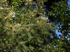 Acacia mearnsii