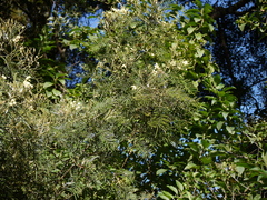 Acacia mearnsii