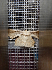 Krananda latimarginaria