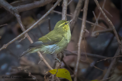 Phylloscopus nitidus