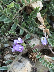Astragalus sesameus