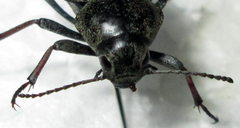 Somaticus