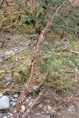 Artemisia suksdorfii