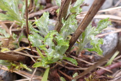 Artemisia suksdorfii