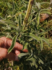 Syncolostemon macrophyllus